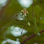 Wrightia pubescens Fula