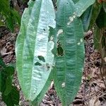 Cinnamomum javanicum List