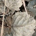 Populus tremula 叶