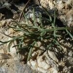 Artemisia chamaemelifolia Leaf