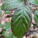 Rubus macrophyllus Blad