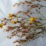 Hypericum linariifolium Leaf