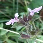 Stachys setifera