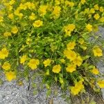 Mecardonia procumbens Květ