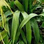 Brassia verrucosa Leaf