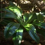 Hymenocallis caribaea Blatt