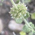 Marrubium vulgare 花
