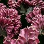 Euphorbia lactea Flor