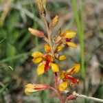 Hoffmannseggia glauca Habit