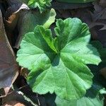Pelargonium pulchellum Leaf