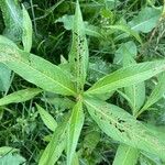 Polygonum lapathifolium Hoja