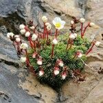 Saxifraga burseriana Flower