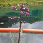 Cirsium palustre फूल