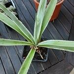 Agave vivipara 葉
