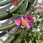 Eriocapitella × hybrida Fiore