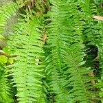 Nephrolepis cordifolia Habitus