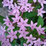 Pentas lanceolata Blomst