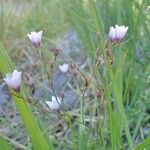 Linum tenuifolium Natur