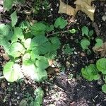Thlaspi macrophyllum Hoja