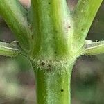 Monarda fistulosa 树皮