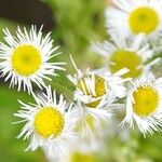 Erigeron strigosus Flower