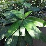 Ficus lutea Folha