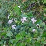 Volkameria inermis Flower