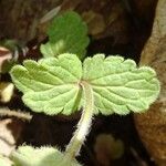 Veronica chamaedrys Feuille