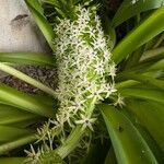 Eucomis pallidiflora Flower