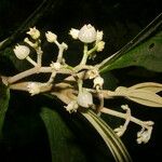 Miconia albertobrenesii Λουλούδι