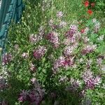 Fumaria agraria Flor