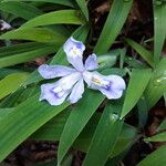 Iris cristata Flower