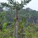 Bactris campestris Kôra