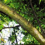 Quercus × rosacea Bark