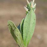 Plantago rhodosperma Hábito