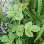 Geum macrophyllumLeaf