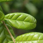 Combretum constrictum Leaf