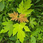 Acer × freemanii পাতা