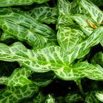 Arum italicum পাতা