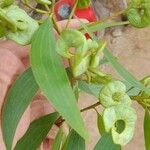 Acacia mangium Ліст