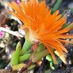 Malephora crocea Fleur