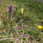 Dactylorhiza sambucina Kwiat
