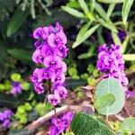 Hardenbergia violaceaЦвят