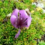 Gentianella cerastioides Flower