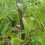 Pyrus cordata Leaf