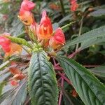 Impatiens auricoma Blomst