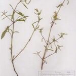Galeopsis reuteri 整株植物