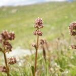 Valeriana celtica Elinympäristö