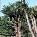 Cycas pectinata عادت داشتن