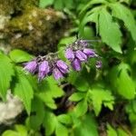 Hydrophyllum virginianum Hoja